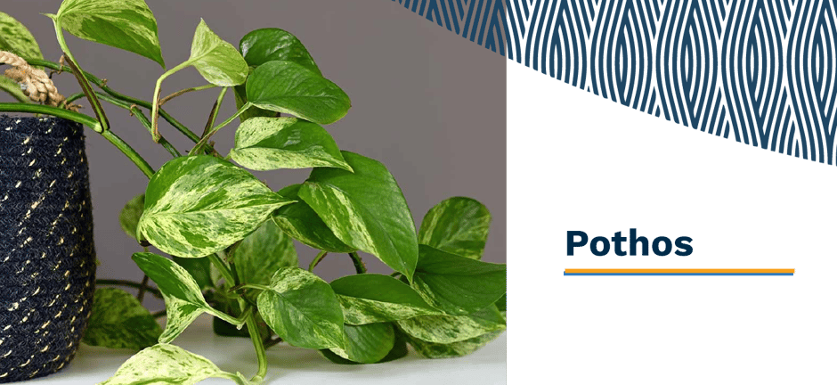 Banner 02 - March 03