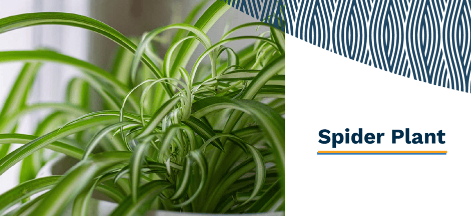 Banner 04 - March 03